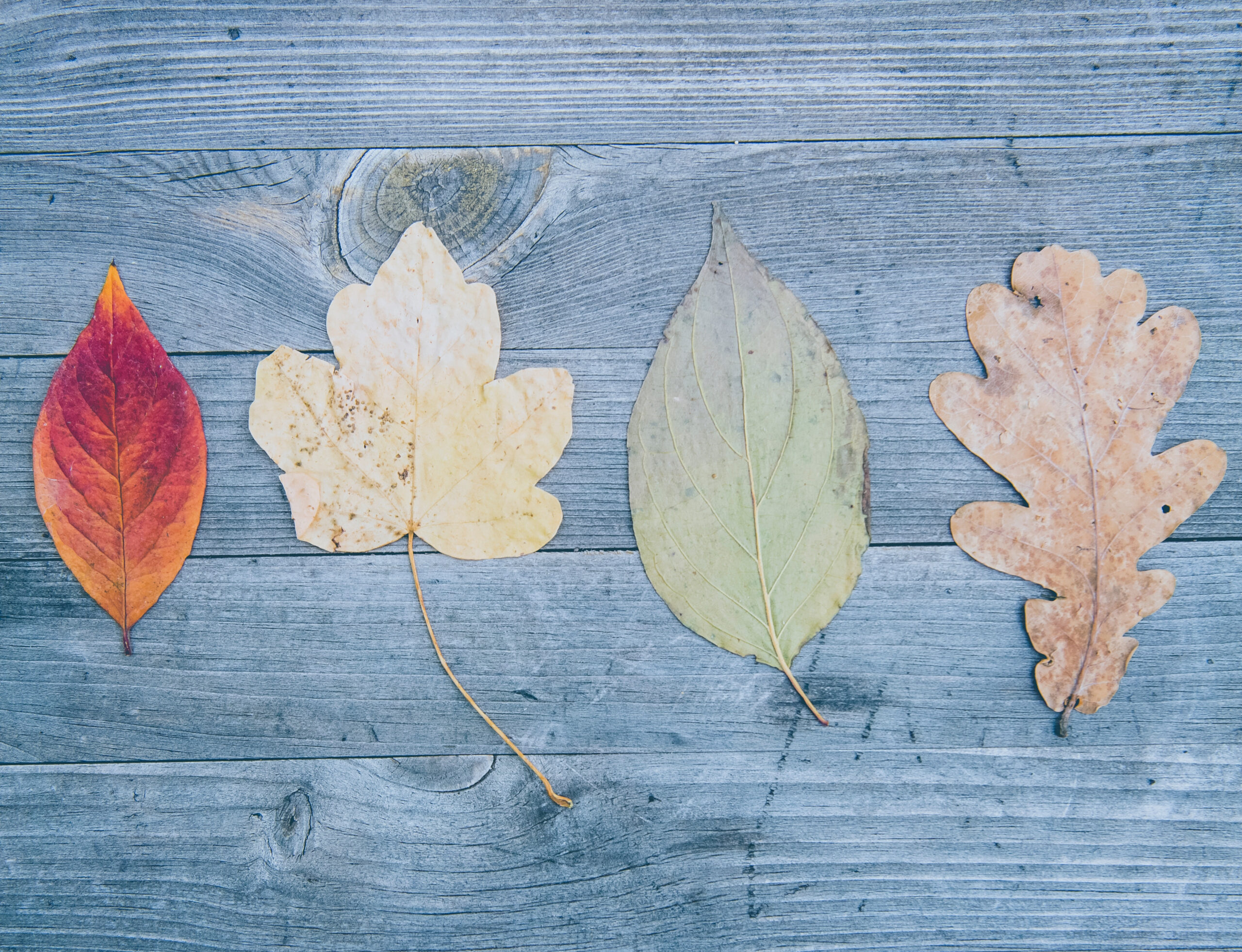 Leaves. Photo by Markus Spiske on Unsplash_crop