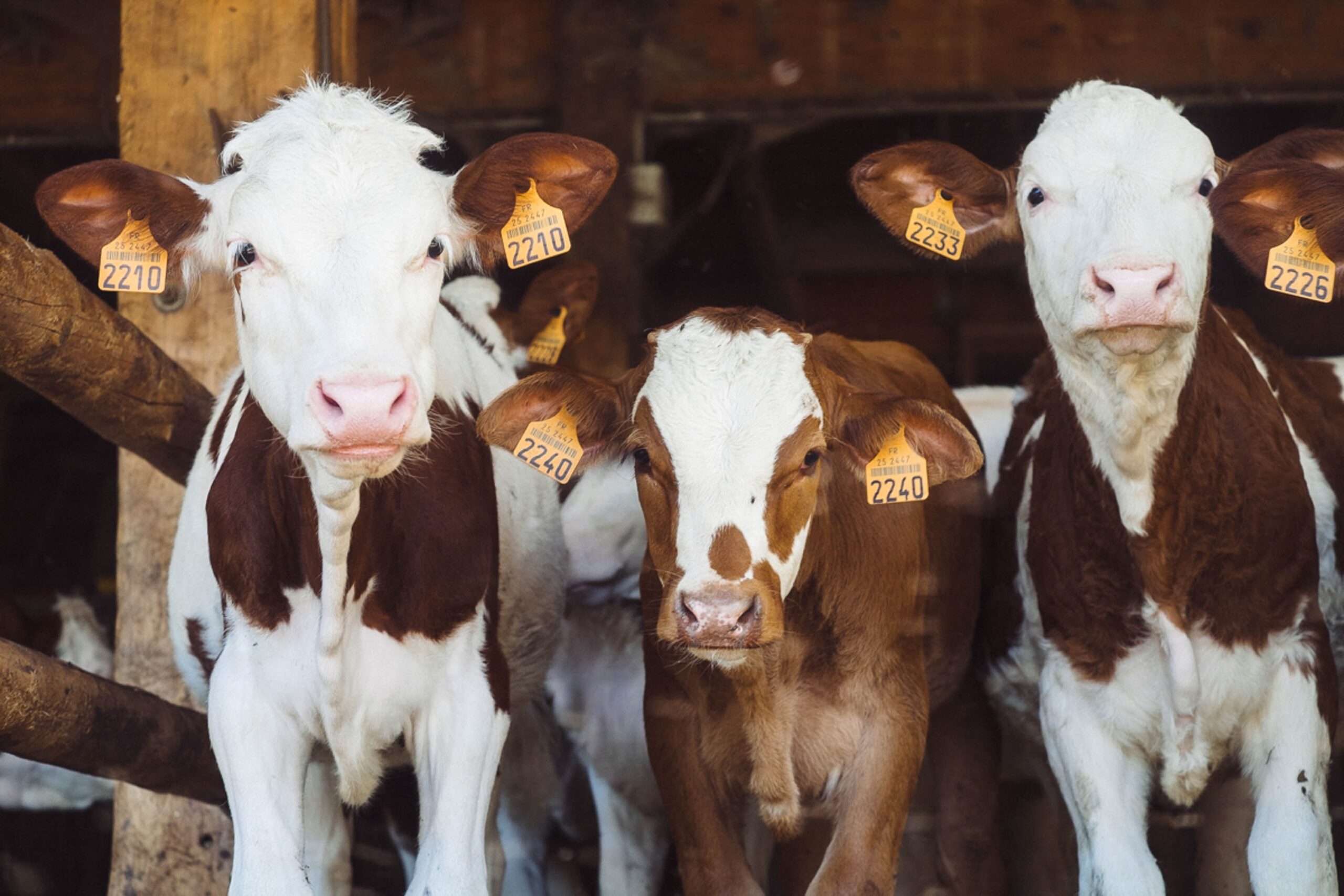 Cows. Photo by Annie Spratt on Unsplash