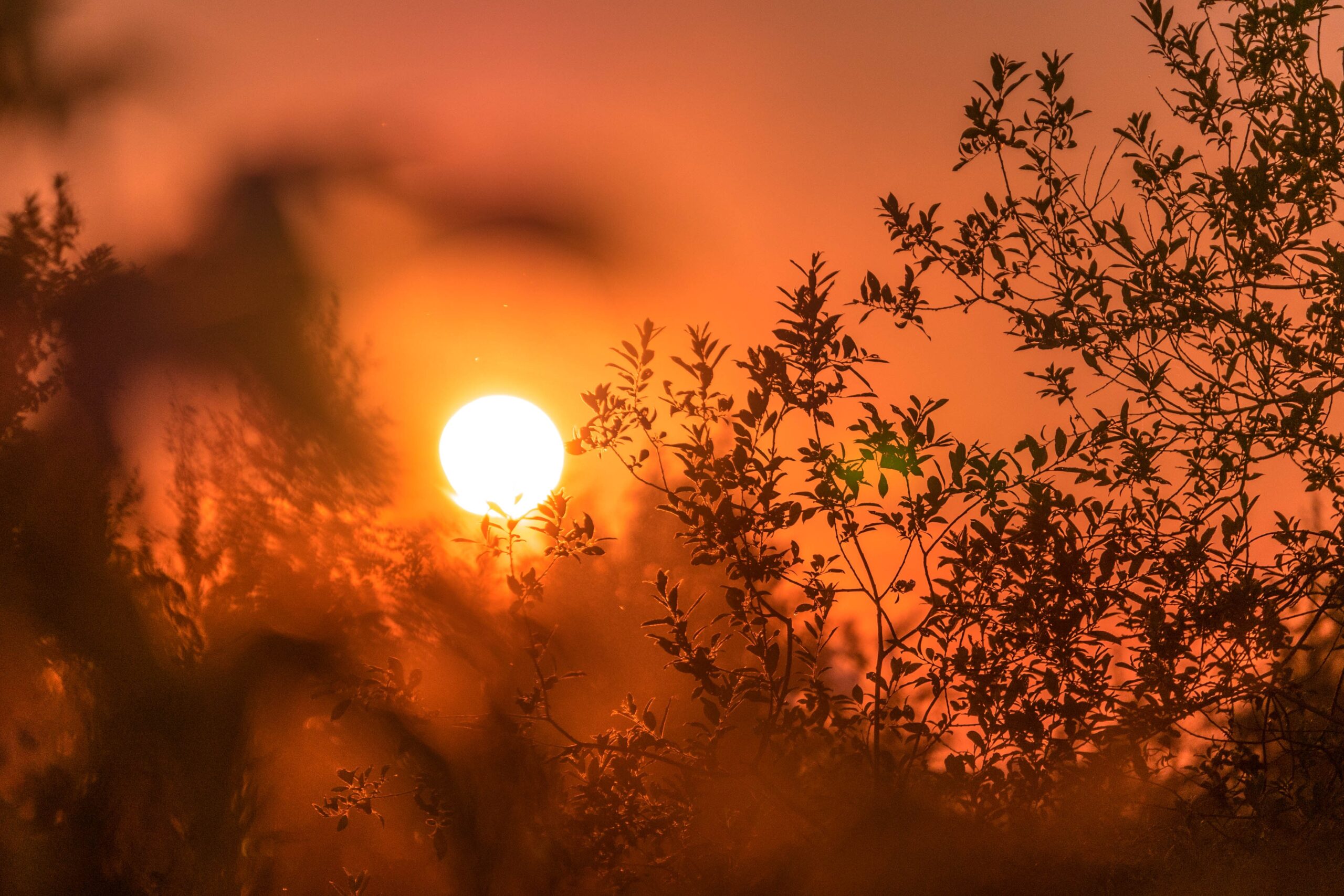 Sunrise. Photo by Ant Rozetsky on Unsplash