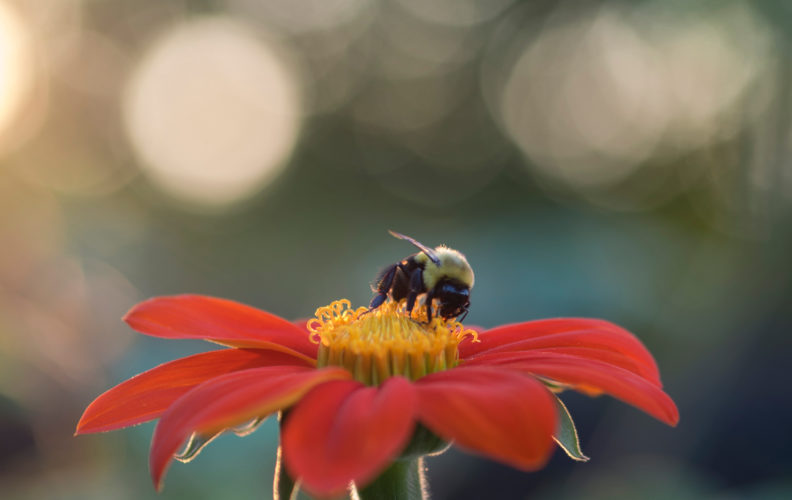 Bee, Photo by Aaron Burden on Unsplash