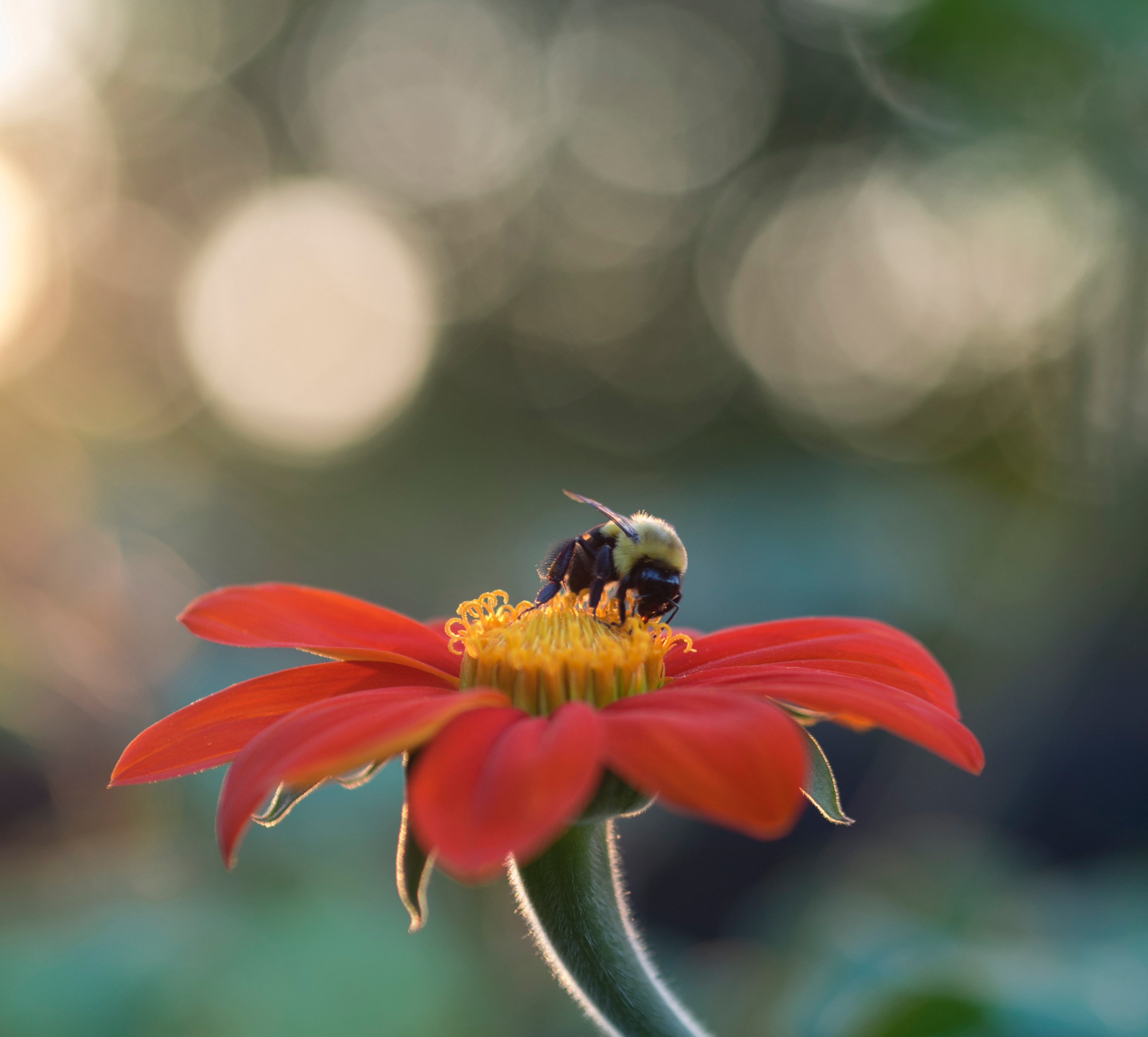 Bee, Photo by Aaron Burden on Unsplash