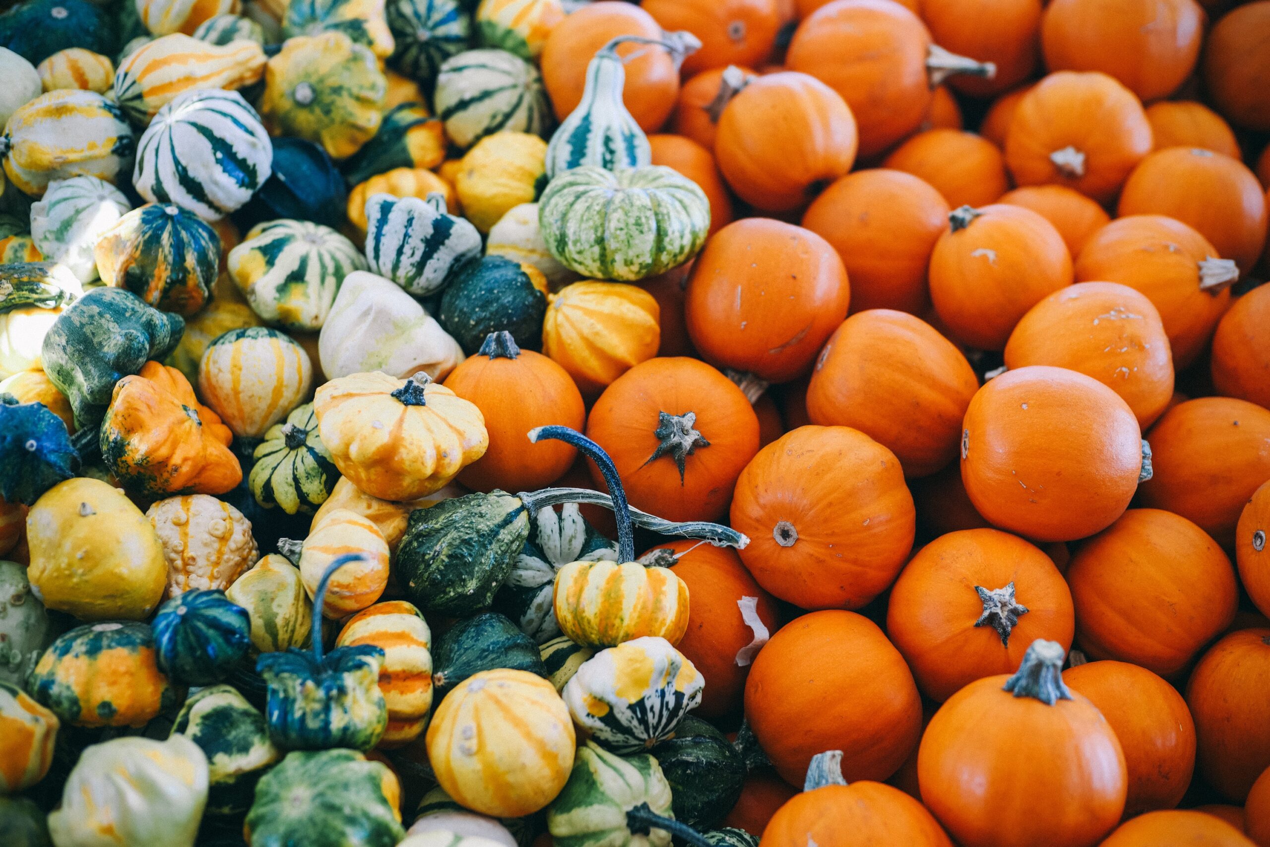 Assorted squash. Photo by Josh Wilburne on Unsplash