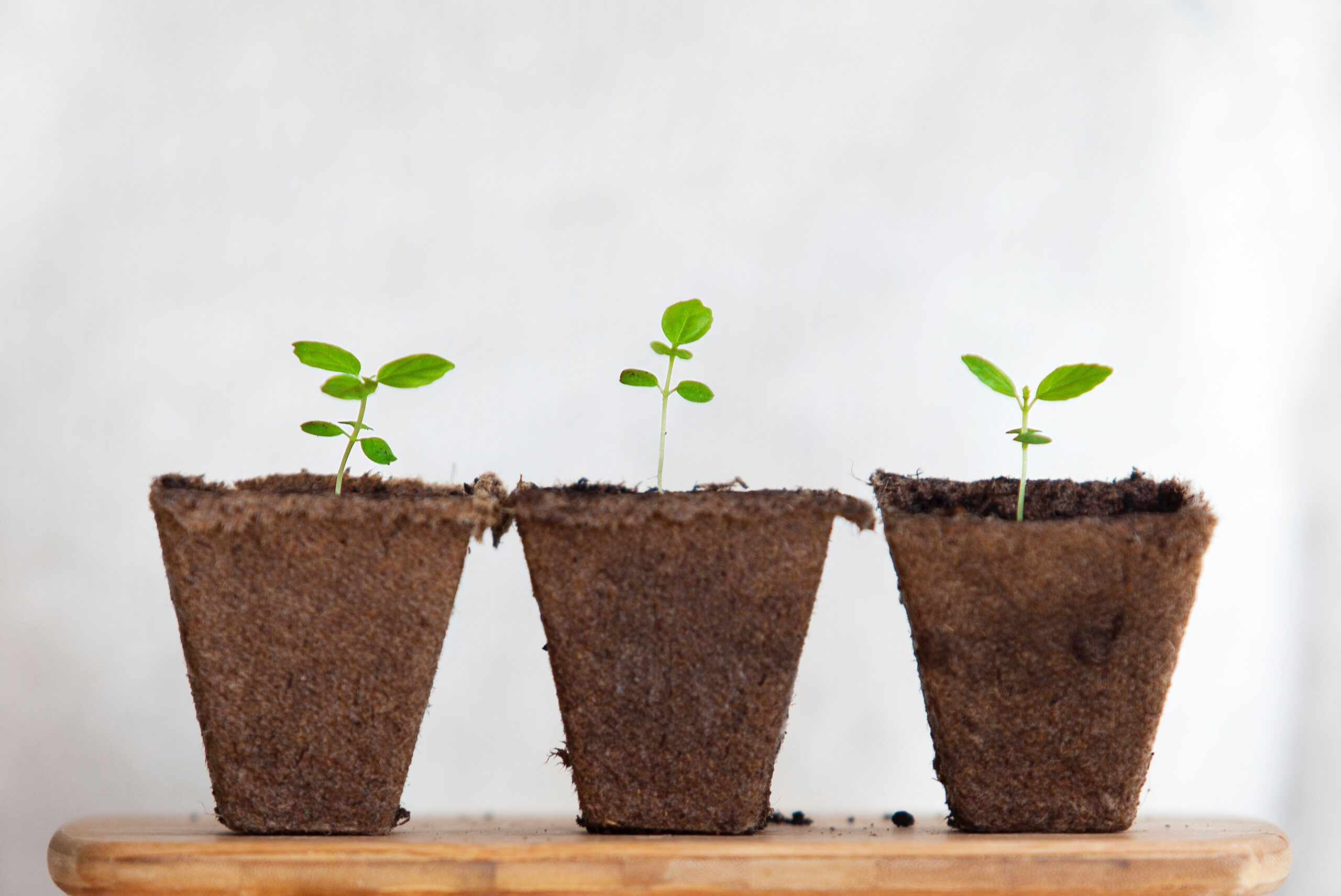 Seedlings. Photo by Daniel Hjalmarsson on Unsplash