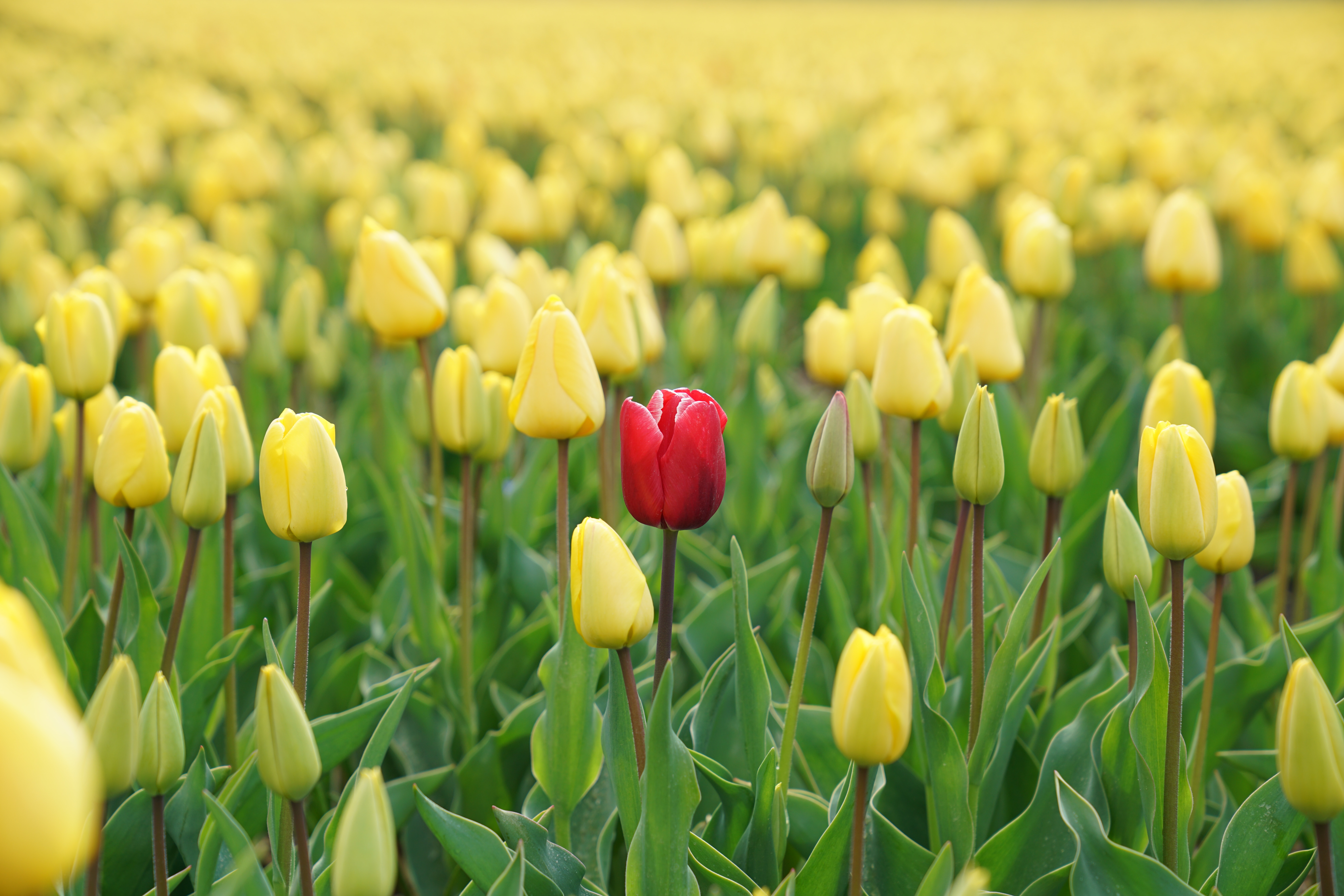Tulips. Photo by Rupert Britton on Unsplash
