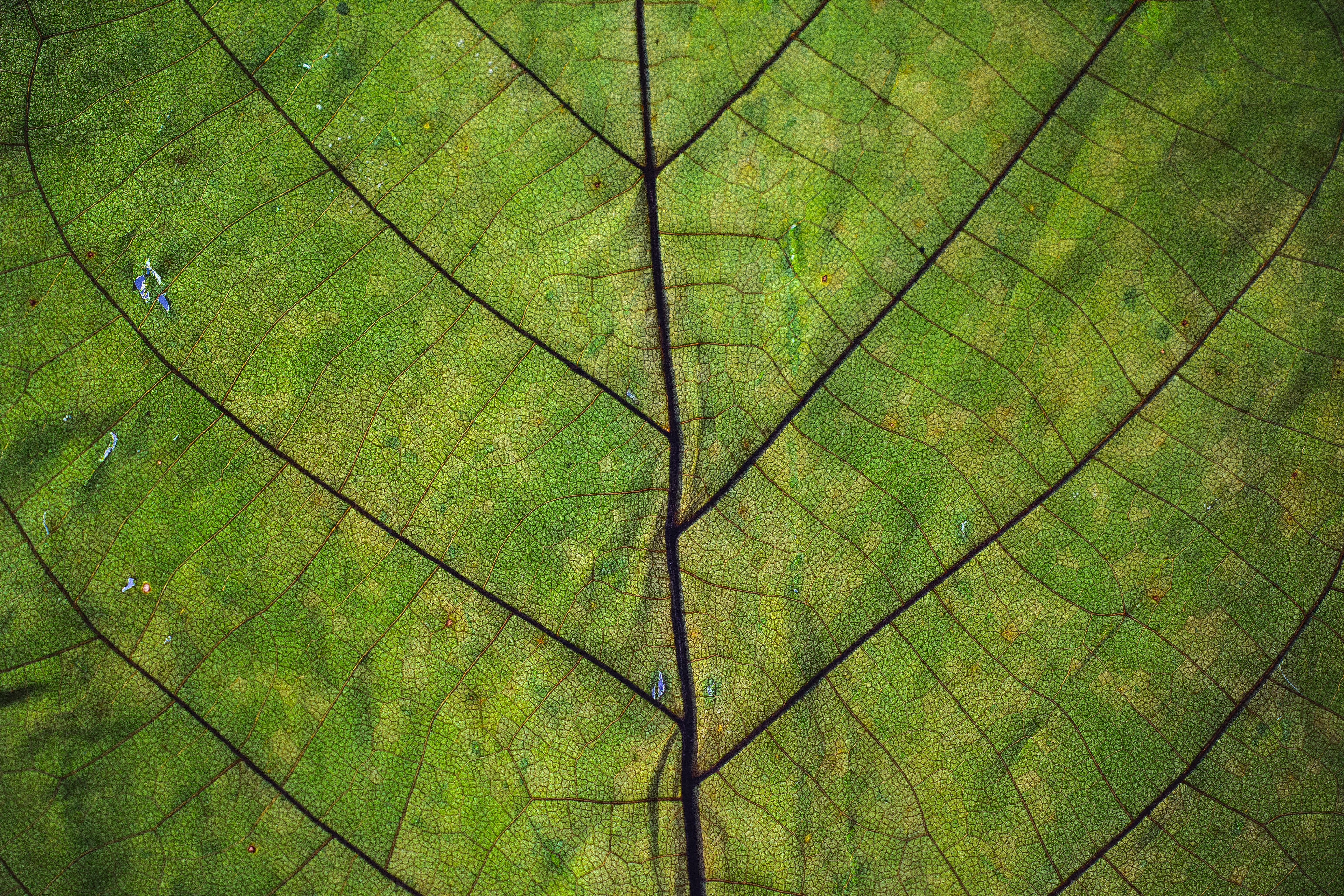 Close up view of leaf. Photo by Markus Spiske on Unsplash