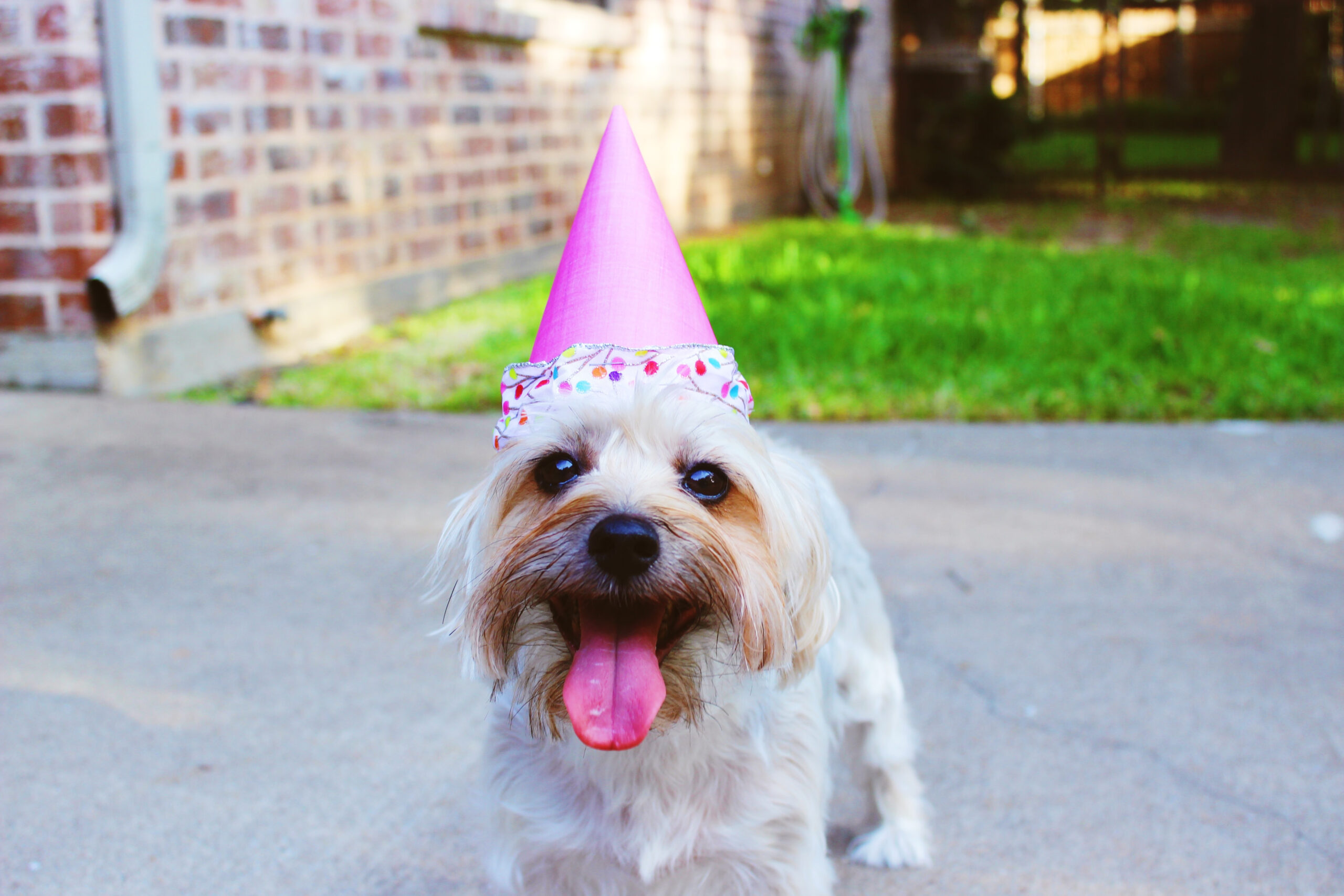 Party pup. Photo by Delaney Dawson on Unsplash