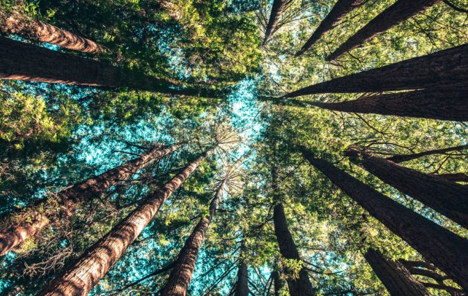 Trees Photo by Casey Horner on Unsplash