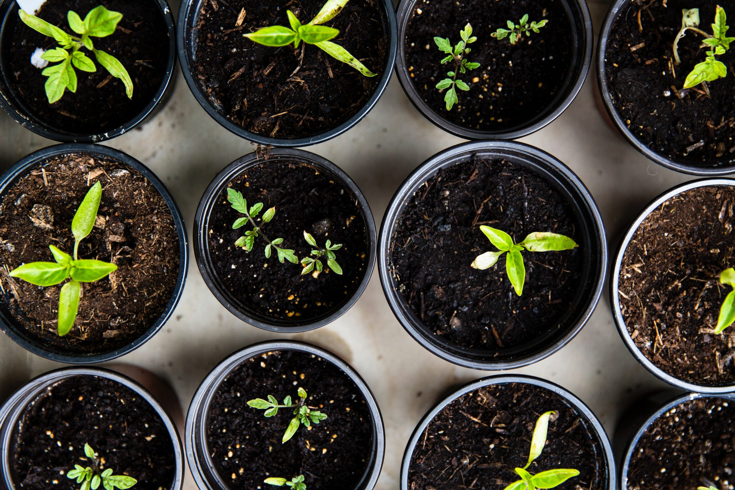 plant-pots-markus-spiske