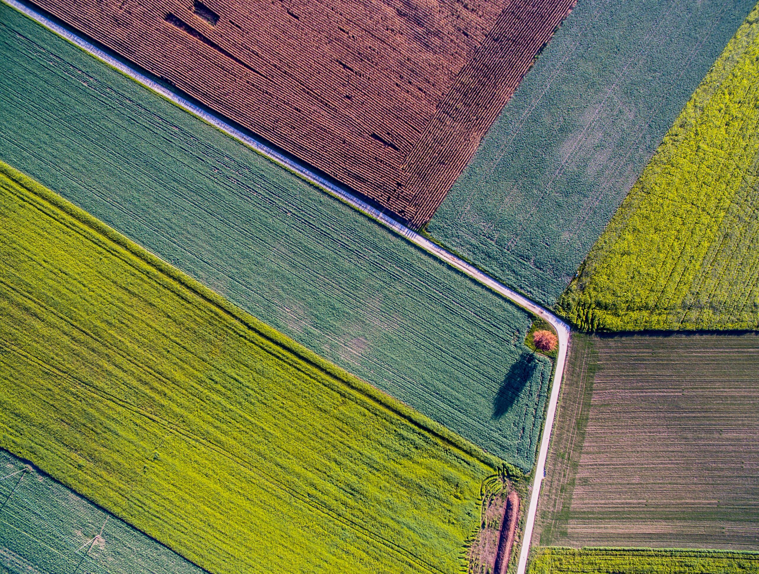 jean-wimmerlin-colourful-fields